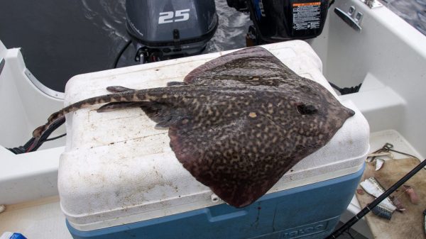 A typical Leven thornback ray in the 4-5lb bracket