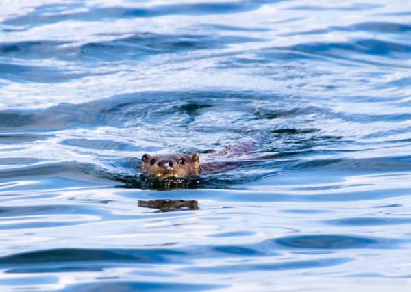 An otter keeps an eye on me - just south of Jura