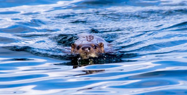 Sea otter in the Sound of Islay, off Jura