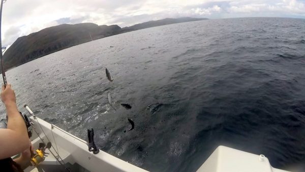 Small coalfish from the edge of Corryvreckan