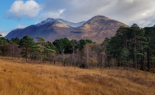 Scots Pine with Ben Starav in the background. Fine autumn colours on Loch Etive.