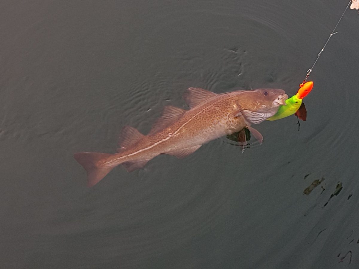 A ridiculously mis-matched fish and lure