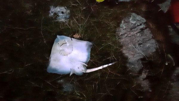 A small thornback ray from the shore, near Barrs, Loch Etive