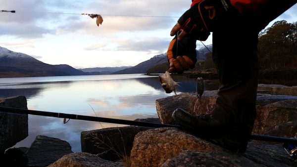 Whiting head - with the rest forming part of a spurdog breakfast. Not a good start to his day!