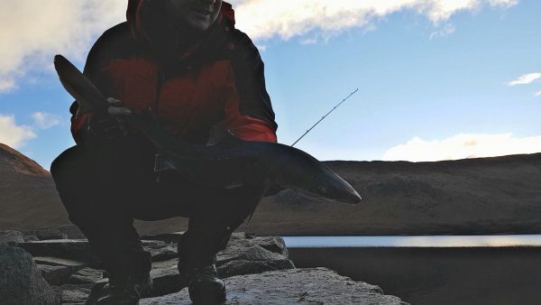 Early morning spurdog, caught near Barrs, Loch Etive