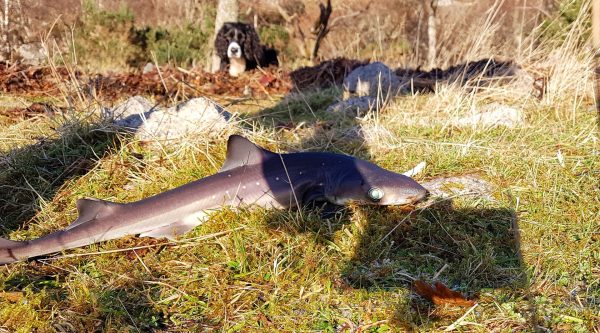 Typical small spurdog just about to be returned. Bonnie the spaniel is looking on in rather bored fashion.