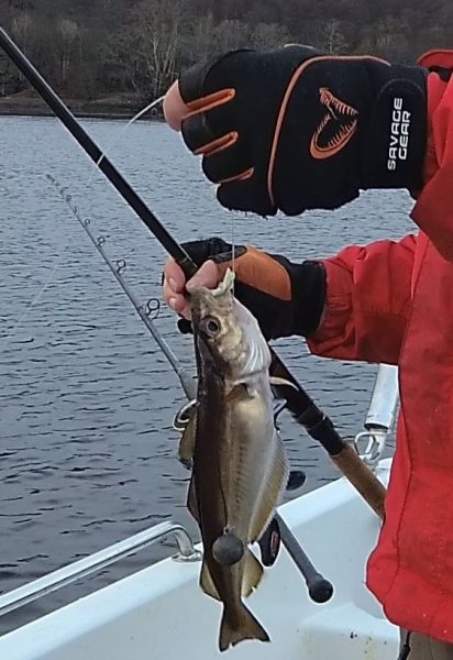 Your typical Loch Etive whiting doesn't grow very big, as this image shows