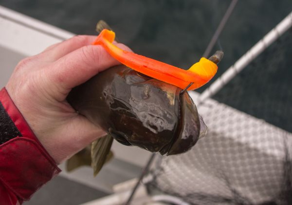 Inshore pollack feed aggressively on lures - this one on a rhubarb and custard shad