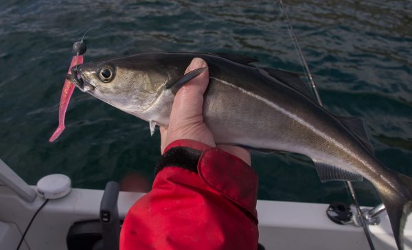 A couple of smallish coalfish took a fancy to my pink shad lure