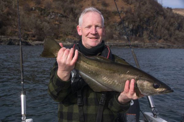 A nice pollack from a shallow water wreck close into the Mull shoreline