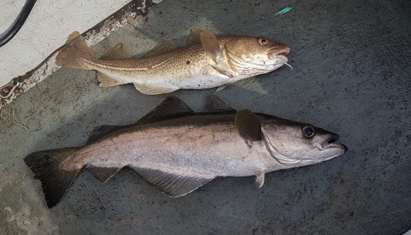 A pollack and a codling caught early season from a wreck a few miles from Dunbar