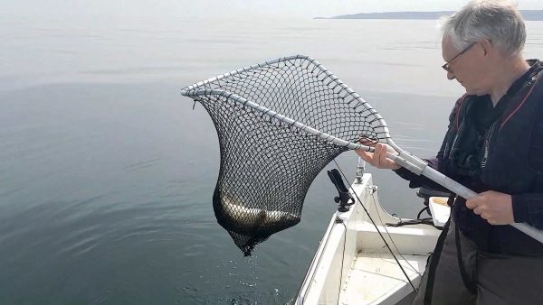 Using the net to bring a decent inshore pollack aboard my boat