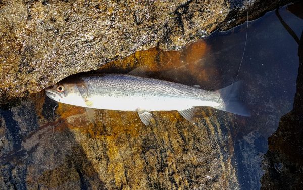 A small sea trout falls for a thin strip of mackerel