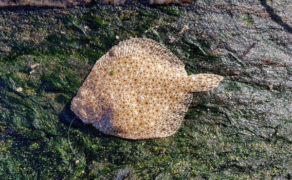 A tiny turbot swallows a mackerel belly and becomes my first ever of this species. Well chuffed, tiny or not!