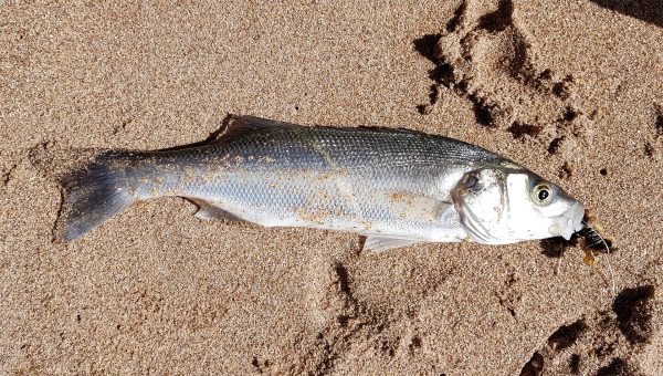 Another bass munching crab comes ashore. Very small, but still beautiful and very welcome.