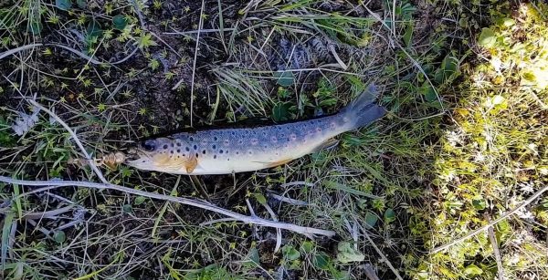 This tiny trout is roughly the size of a large minnow, but is typical of the population in this small stream and harsh environment.