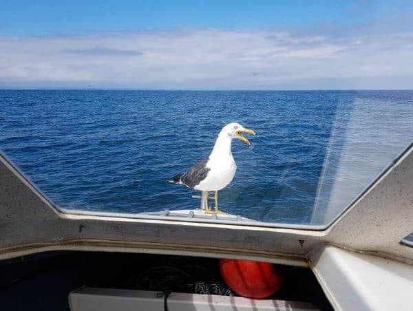 A persistent black backed gull demands feeding, perched on the bow of Ian's Raider 18