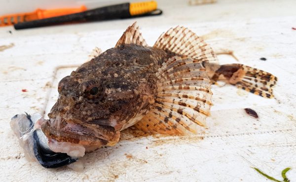 A short spined sea scorpian from Dunbar. They look mean but are completely harmless