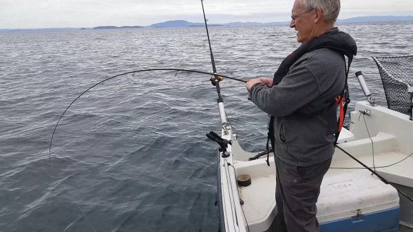 An inshore pollack puts a bend in my rod, fishing off the south coast of Mull