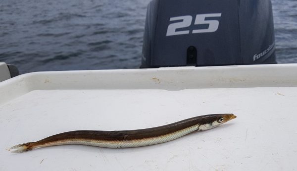 A small launce (greater sandeel) taken off the south coast of Mull