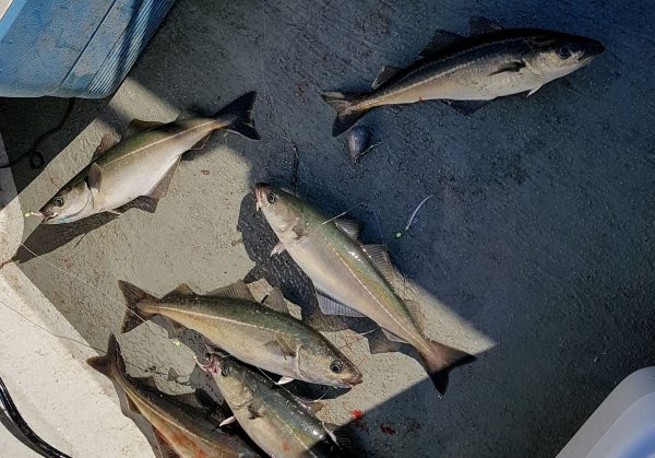 Half a dozen coalfish come aboard at once when fishing the Torran Rocks, off Mull