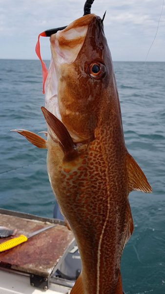 Nicely coloured inshore codling - these fish take on the colour of the kelp beds and range from orange to deep red in colour