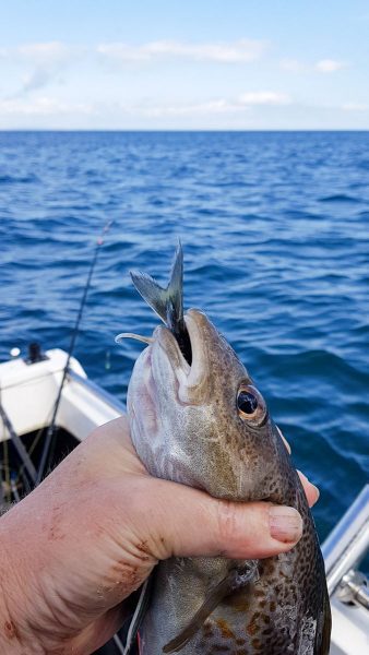 This fish swallowed a whole mackerel frame, discarded after being filleted. The tail of the mackerel is still sticking out the codling's mouth, and it was still ready to eat more.