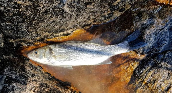 A small bass from Sandwood Bay waits to be released