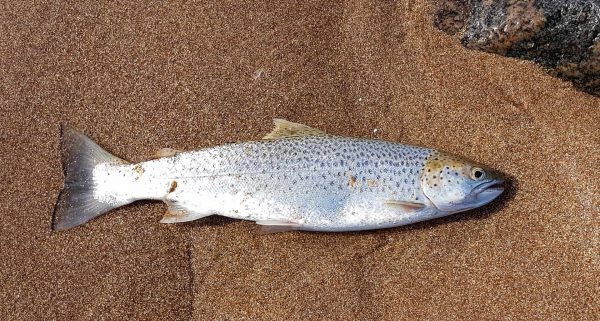 A small, and sea lice infested sea trout from Sandwood Bay