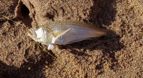 A first for me, with a poisonous lesser weever fish lying on the sand waiting to be unhooked.