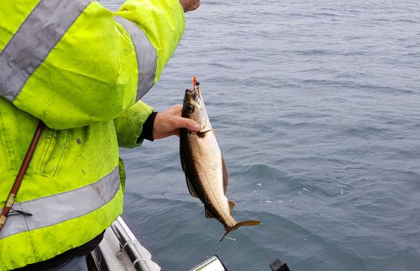 A pollack for Trevor, caught on a lure close to shore at St Andrews