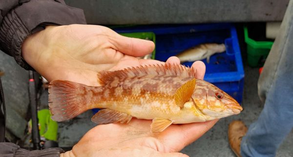 A small kelpy coloured ballan wrasse for me from St Andrews.