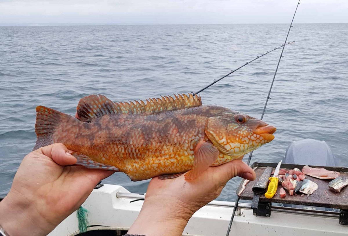 A nice ballan wrasse for Ian