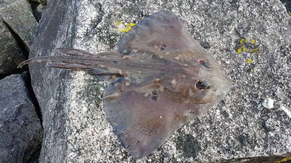 A thornback ray caught from Loch Etive, and waiting to be returned to the water