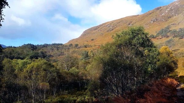 The Loch Etive woods are a lovely place to explore as the autumn colours start to show