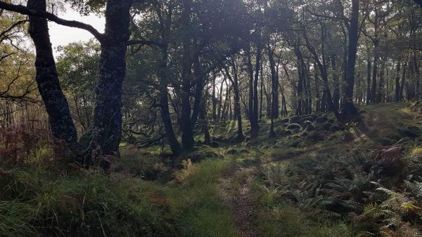 Stunning oak woodlands line the banks of Loch Etive, with my path winding between them