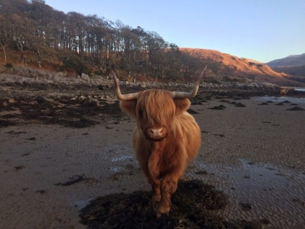 A hairy highland cow faces up to Ian