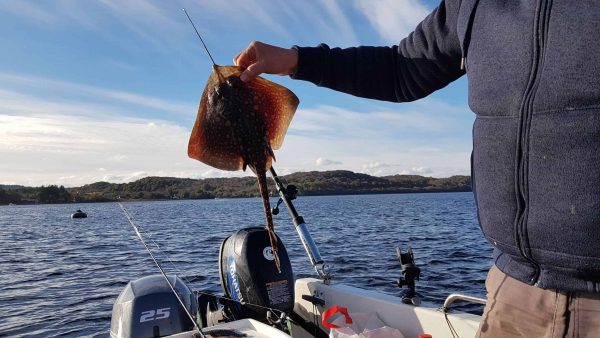 A tiny thornback ray for Ian, taken just off the moorings at Taynuilt, Loch Etive