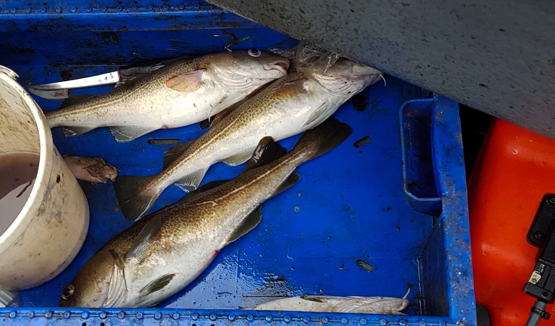 Some fine early winter codling destined for the table