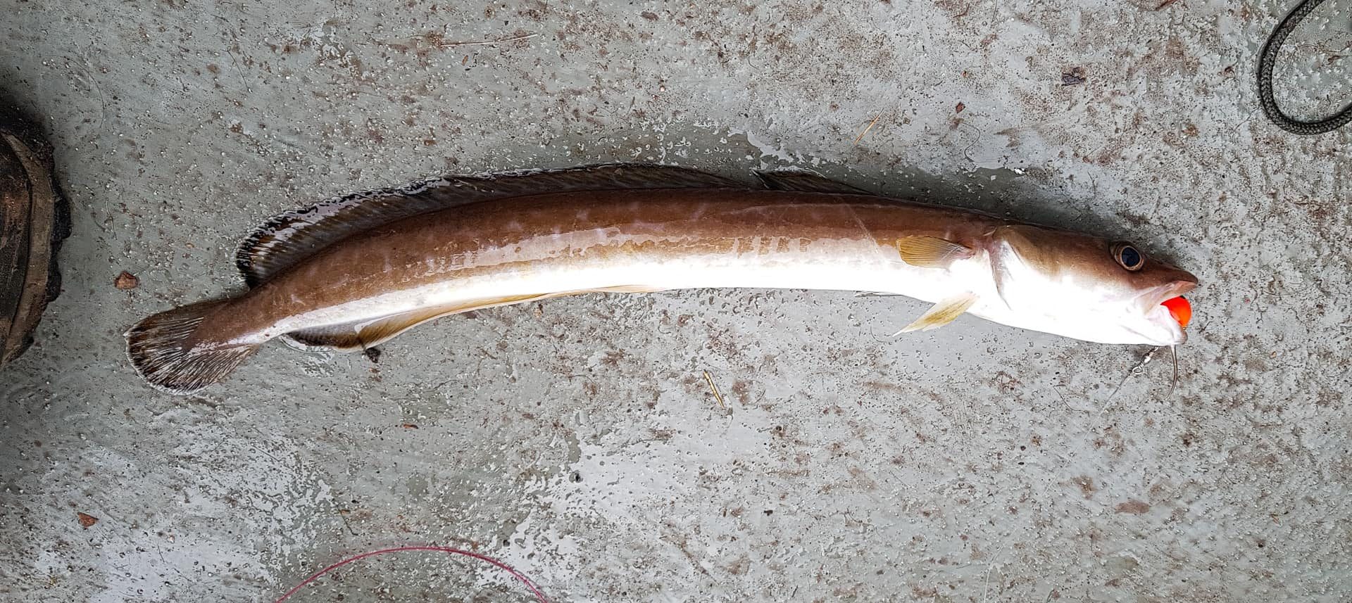 A tiny ling, which took a mackerel baited leadhead