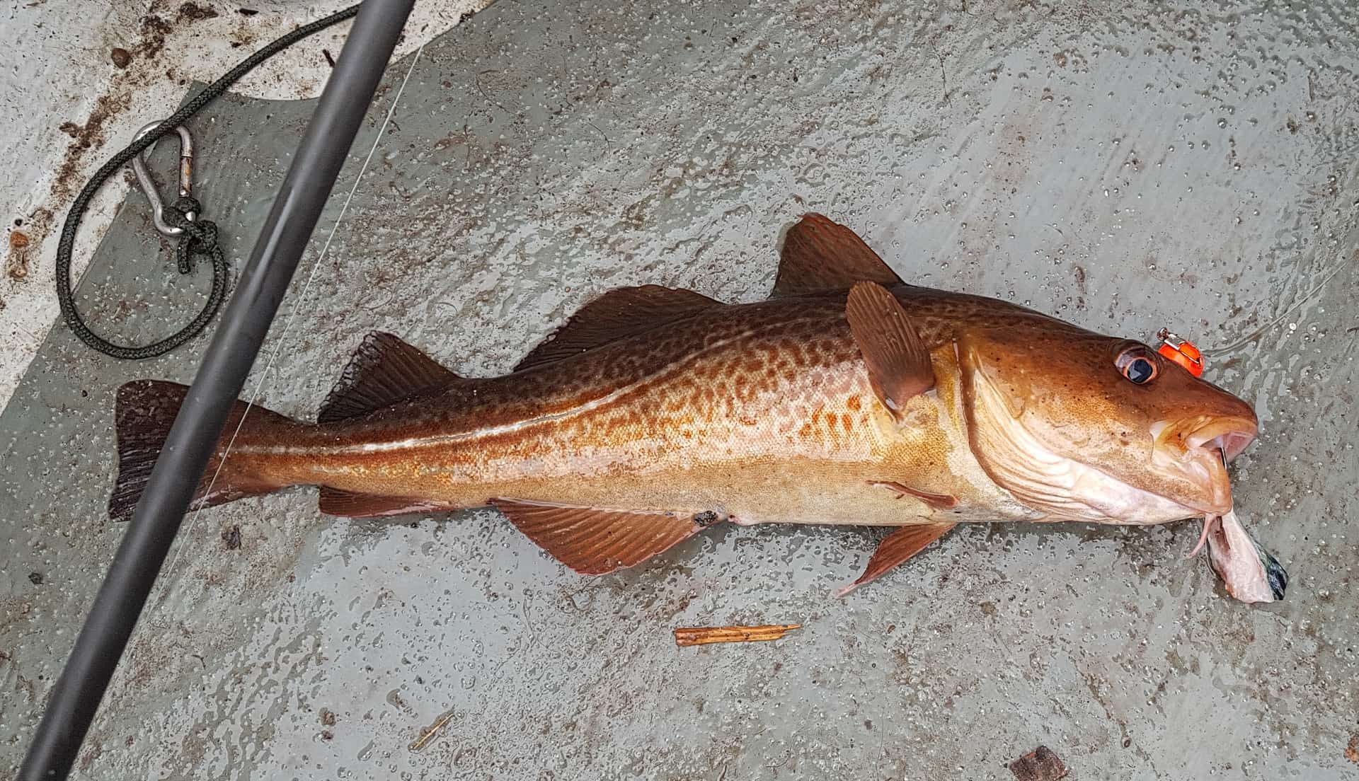 A nicely coloured codling from Loch Leven in December 2018