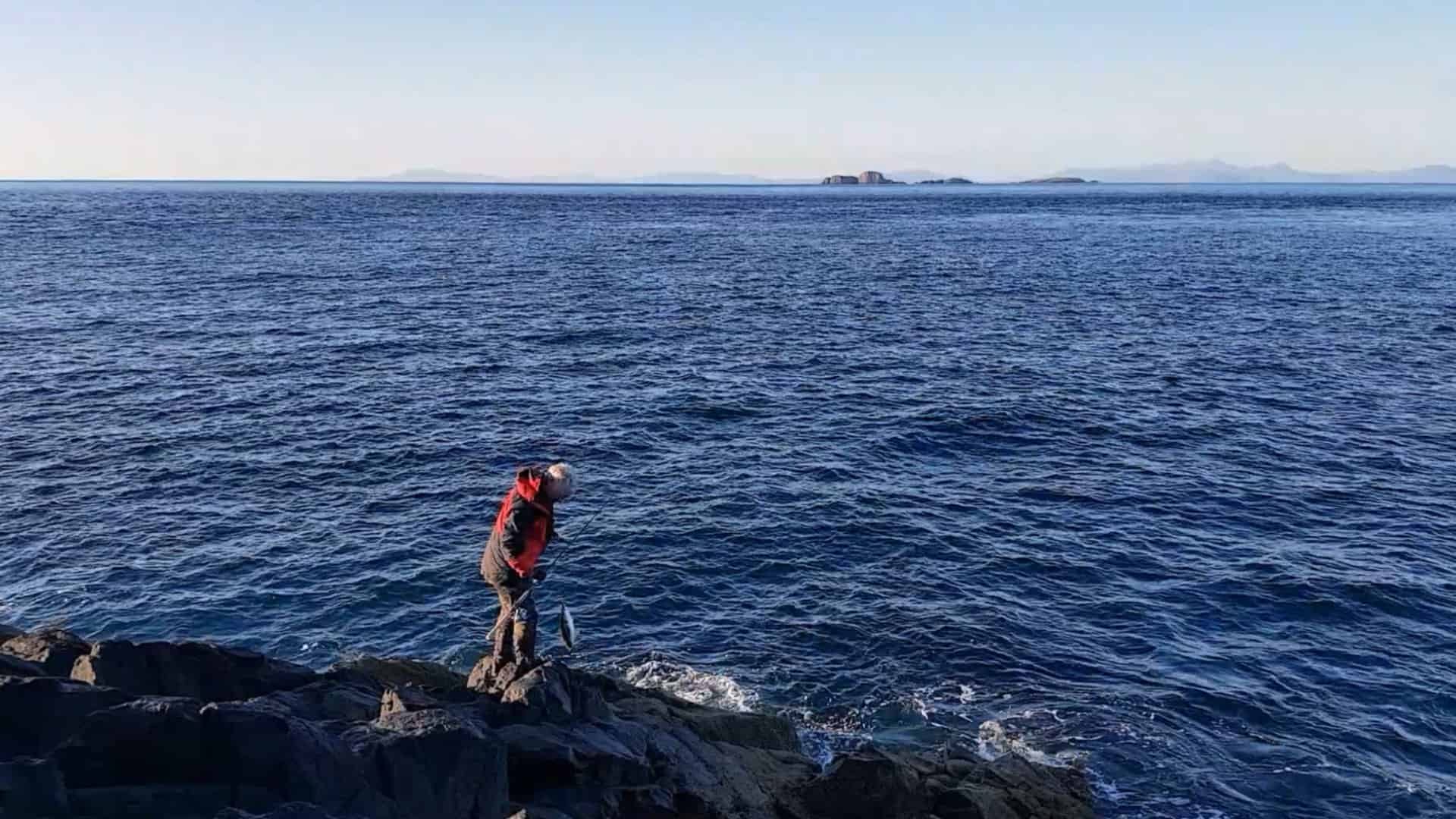 A pollack from Rubha Hunish, at the northern extremity of Skye