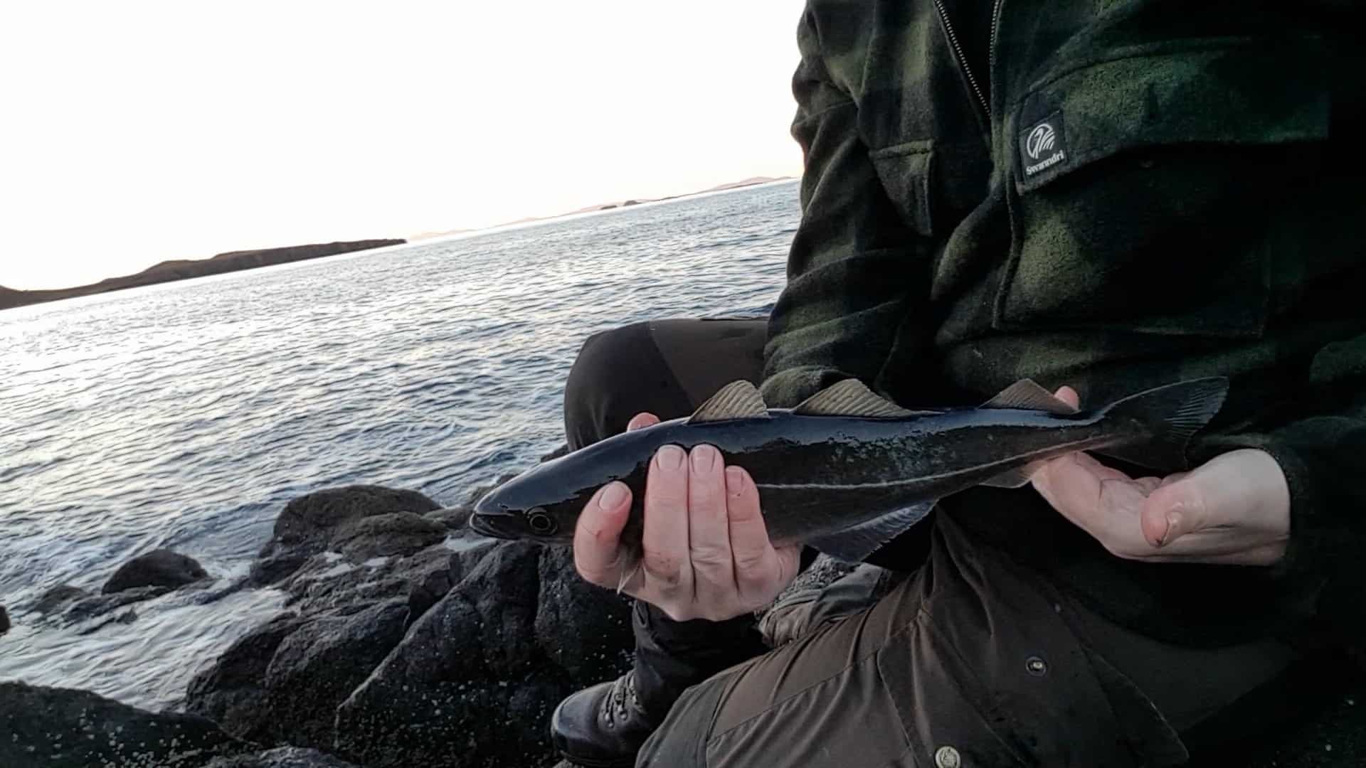 A small but lively coalfish from the north of Skye