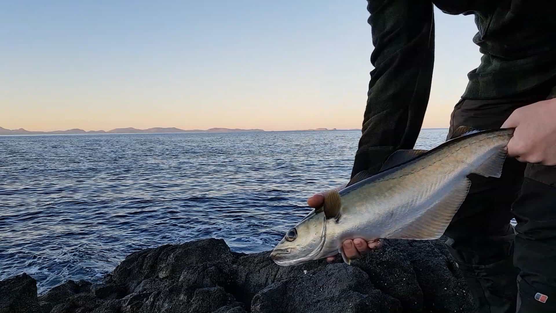 My pollack is overshadowed by its surroundings. Autumn fishing on the northern tip of Skye