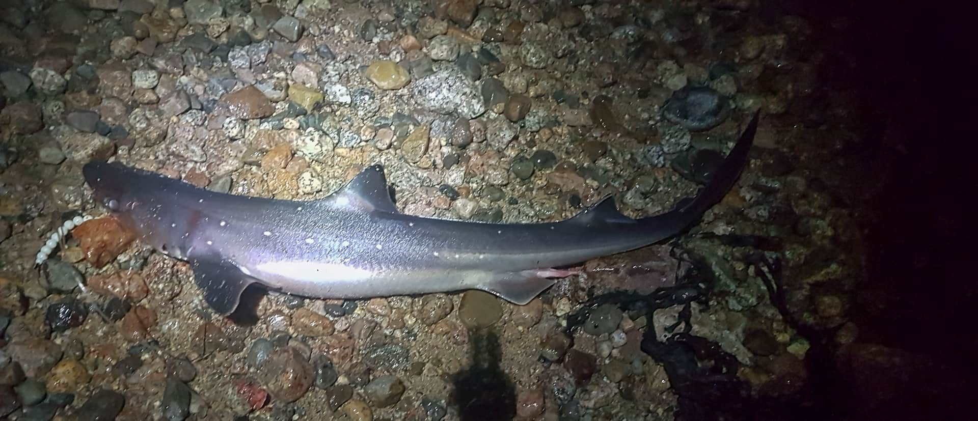 A small, shore caught, spurdog from Loch Etive