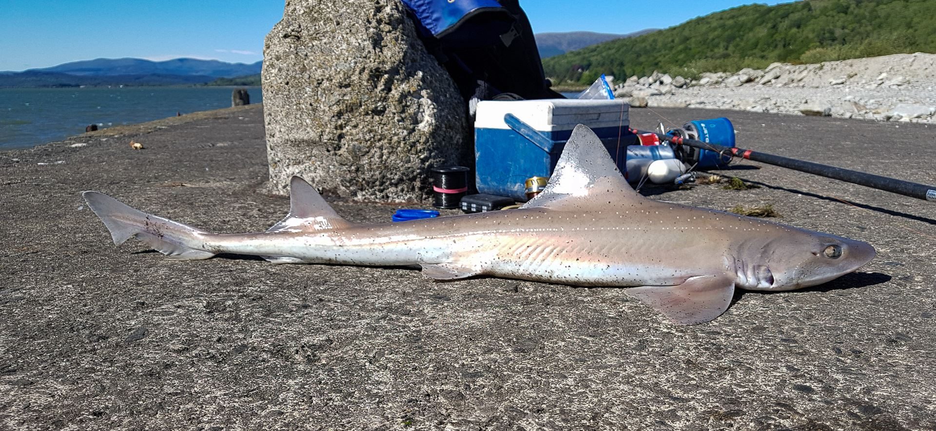 A small smoothhound caught well up the Cree estuary, Galloway