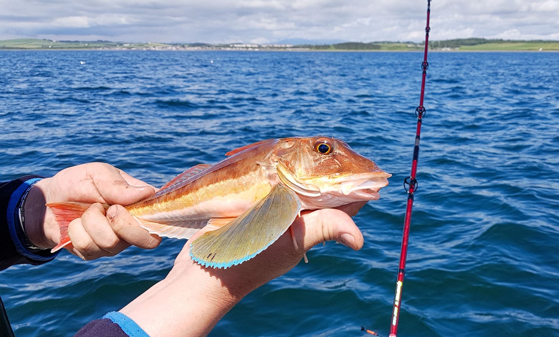 A nice tub gurnard taken by Ian from Luce Bay, June 2019