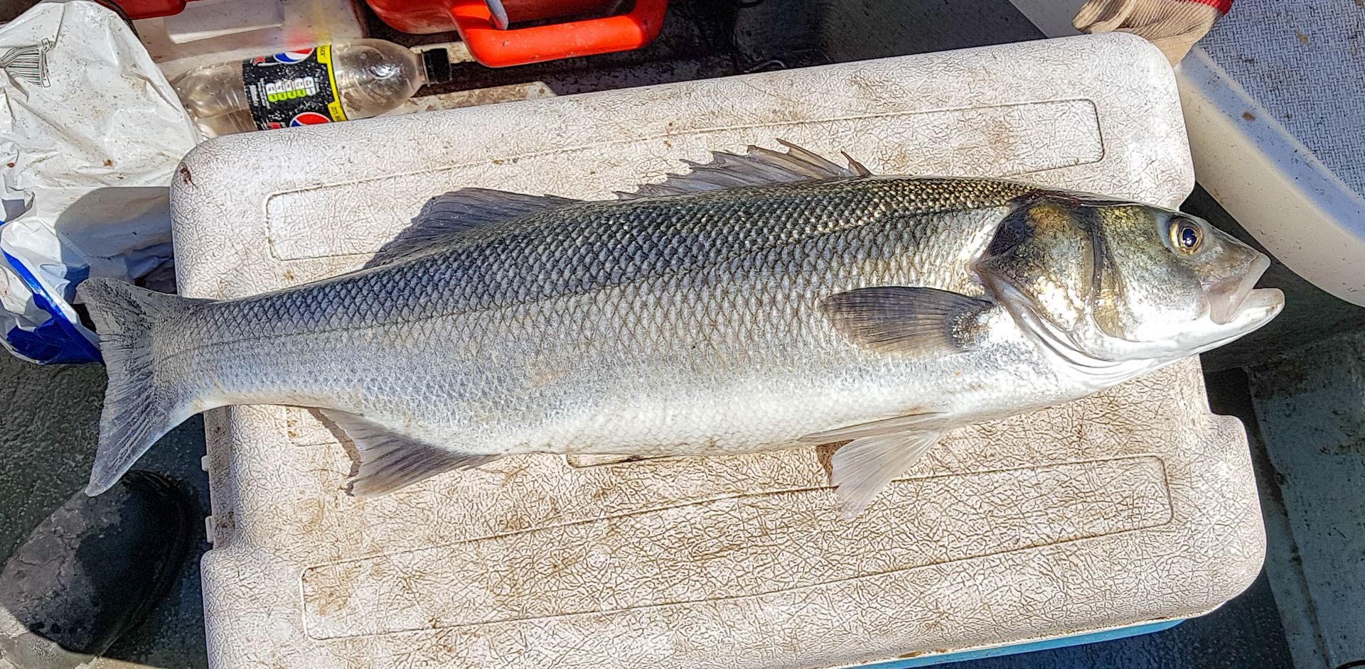 A fine bass from Luce Bay, taken on a whole mackerel aimed at tope. June 2019