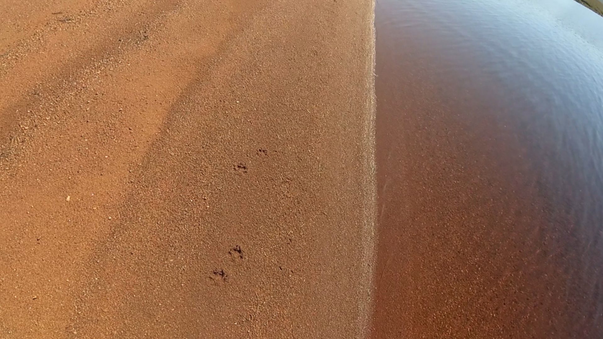 Otter tracks in the sand alongside a small loch near Cape Wrath, NW Scotland