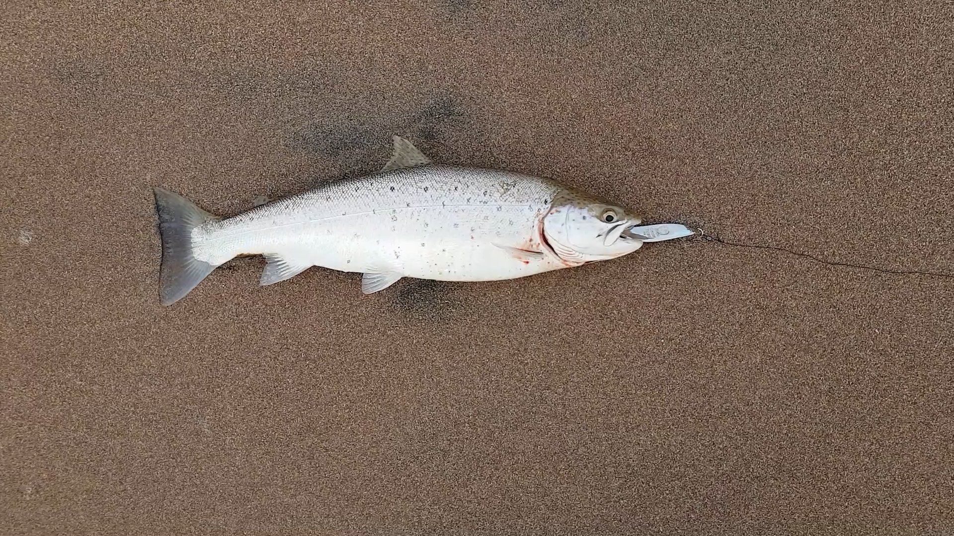 A respectable seatrout graces the sand. Caught on a silver and white toby lure